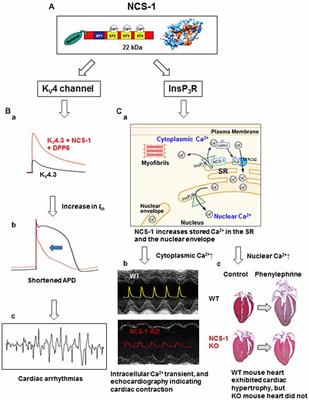 Emerging Roles of Neuronal Ca2+ Sensor-1 in Cardiac and Neuronal Tissues: A Mini Review